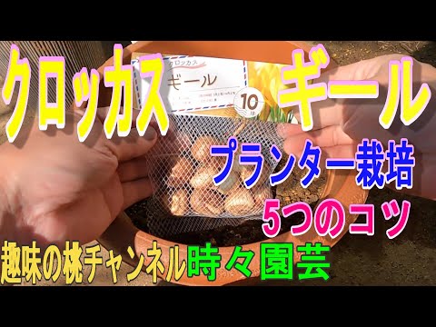 園芸 クロッカス