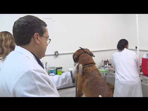 TRIAGEM DE CÃES PARA CASTRAÇÃO