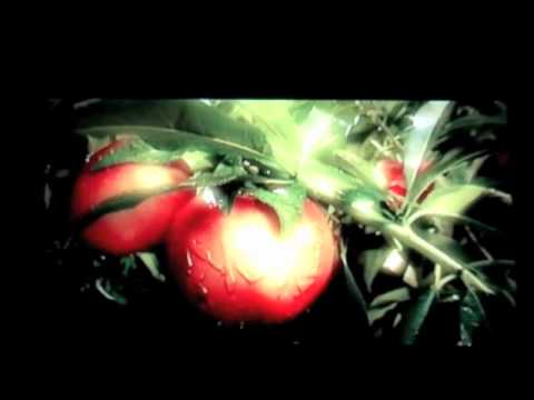 download lagu mp3 mp4 Cantaloupe Coupons, download lagu Cantaloupe Coupons gratis, unduh video klip Cantaloupe Coupons