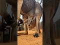 Baby Kangaroo Is Peeking Out Of The Pouch Animals Cuteanimals Shorts