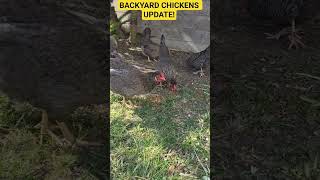 Backyard Chickens Update! Georgie Layed Her 1st Egg FINALLY! #food #home #chicken #fun