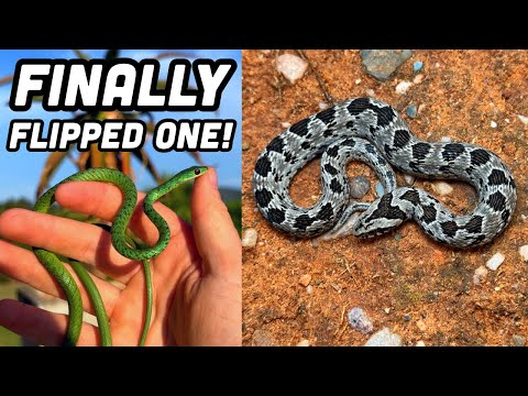I Flipped A Night Adder in South Africa! Hiking and Flipping for Snakes and Lizards in Eastern Cape