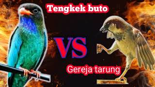 Download lagu Masteran burung gereja tarung vs tengkek buto | ngerol panjang #cendetgacor#masteranburung mp3