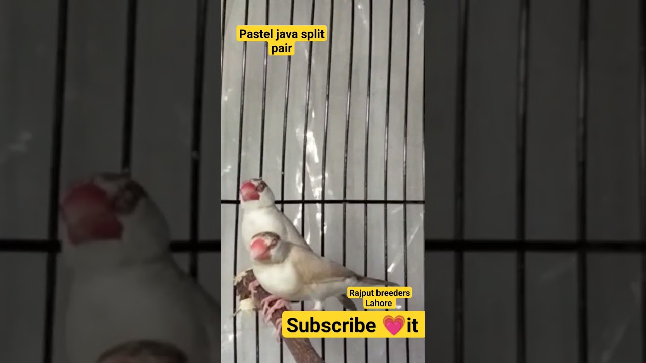 pastel java split pair #pasteljava #fawnjava #javasparrow #birds #bird #birdslover