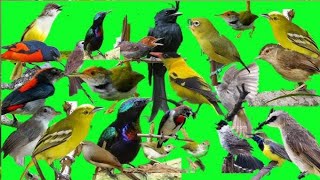 Download lagu SUARA PIKAT SEMUA JENIS BURUNG KECIL RIBUT !! SUARA PIKAT PALING AMPUH BUAT SEMUA JENIS BURUNG LIAR mp3 Download lagu SUARA PIKAT SEMUA JENIS BURUNG KECIL RIBUT !! SUARA PIKAT PALING AMPUH BUAT SEMUA JENIS BURUNG LIAR mp3
