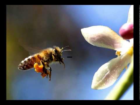 The Flämingos - When you wake up