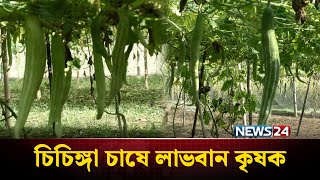 শেরপুরে উচ্চ ফলনশীল জাতের চিচিঙ্গার বাম্পার ফলন