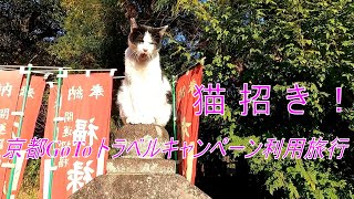 京都GoToトラベルキャンペーン利用旅行【京都旅行#3】京都猫