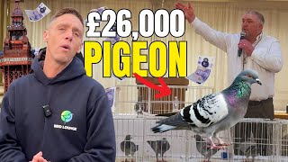 £26,000 Racing Pigeon! Inside the Blackpool Auction Weekend