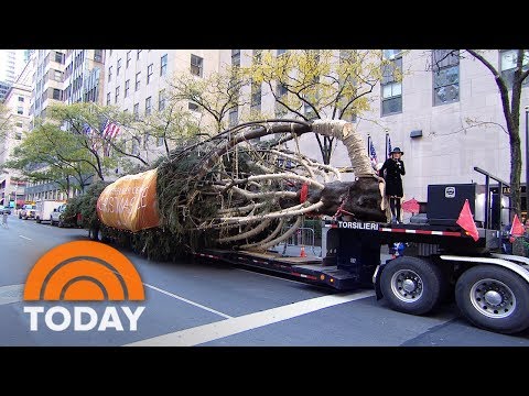 ロックフェラーセンターのクリスマスツリーがプラザに到着しました。 (Rockefeller Center Christmas Tree Arrives To The Plaza Live On TODAY | TODAY)