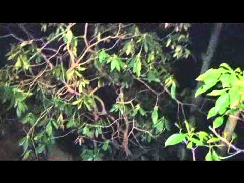 Poinsett Bridge Video 2