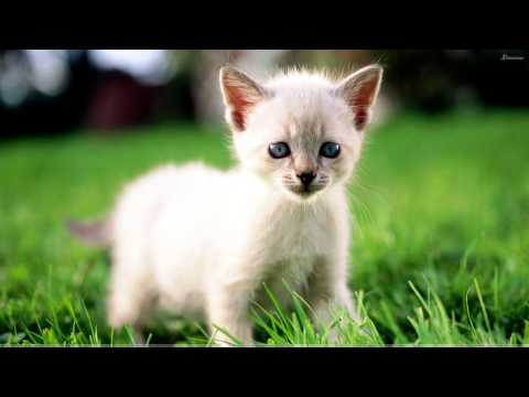 My jesteśmy kotki dwa FULL HD 1080