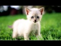 My jesteśmy kotki dwa FULL HD 1080 