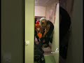 I Rule Has Change Airsoft Scuraity Military Swat Cosplay Furries Fursuit Furry
