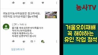오이재배-유인 작업 정석(내림작업, 집게작업)[농사TV]