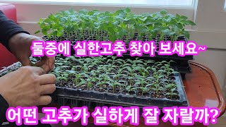 둘중에 어떤고추가 실하게 잘 자랄까요? 고추 삽목 10일차~고추 재배방법 고추농사 잘짓는법