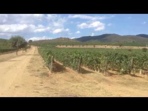 The Vineyards around Le Mortelle Wine Estate, Castiglione della Pescaia