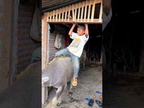 Pagi-pagi udah siap mandiin kerbau #trendingshorts #kerbau #shorts
