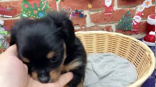 ハーフ犬の動画01