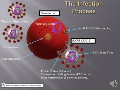 Angiotensin converting enzyme 2 ACE2 Our cellular receptor for SARS COV 2 Virus F