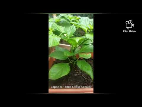 Time lapse NAGA chilli UK Shoker Bagan Ep:185 #short