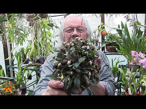 My Sunday Orchid Chat - Cattleya Types and Other Stuff