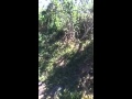 Idle rabbit is idle