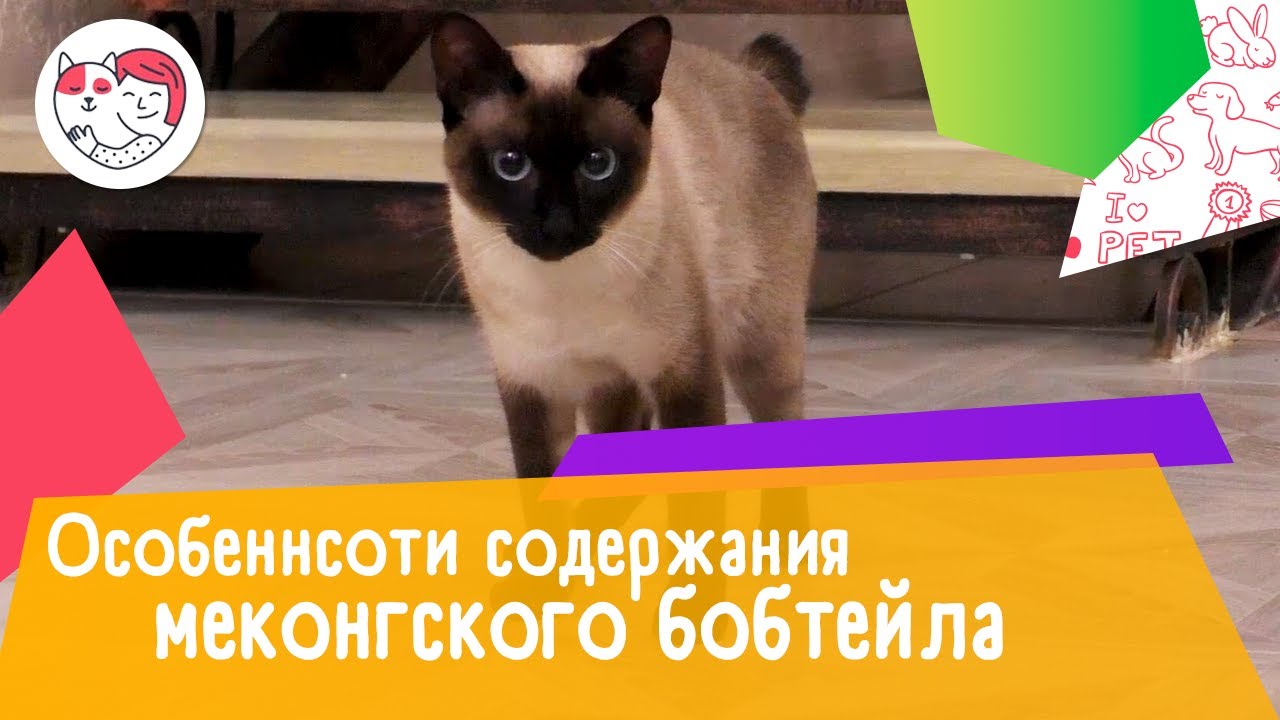 5 особенностей содержания меконгского бобтейла
