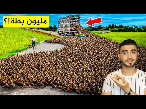 , title : 'تربية البط في الصين بطريقة غريبة جداً 🦆الهجوم على حقول الأرز😱مليون بطة'