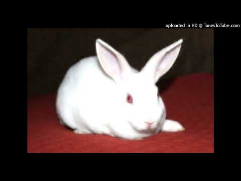 [FREE] scenecore x rave x dance type beat "hellen"