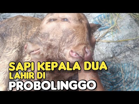 Sapi Kepala Dua, Lahir di Probolinggo Sapi Kepala Dua, Lahir di Probolinggo