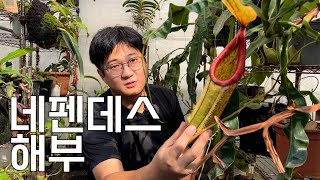 (시청 주의) 식충 식물 네펜데스 안에는 어떤 벌레들이 들어있을까?