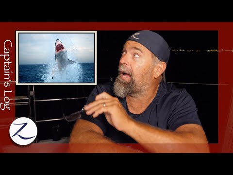 What About SHARKS?!! Do We Pay Taxes? (Q&A)
