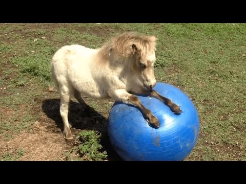 Vidéos drôles d'animaux 2023 meilleures vidéos les plus drôles du mois