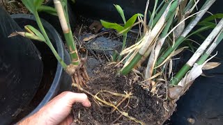 Bamboo Palm Care And Repotting