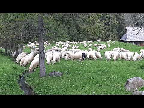 Kocham Polskę. Tu mi dobrze. Nasze góry - hej! - Porębiański Ród