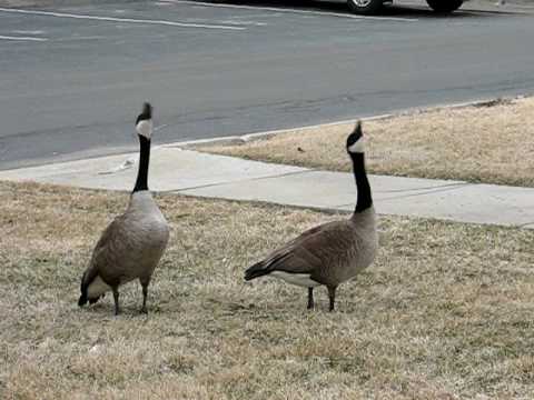 Canada Geese Honking & Flying Off