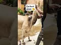 Qurbani 2024 Love Eiduladha2024 Biggestbull Subscribe Ytviralshorts Ytviralvideo Trendingshorts