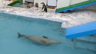 わっかりうむ稚内市ノシャップ寒流水族館のショープールで泳ぐペンギン