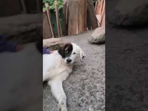 Birthday gift for Chester 🎈 🎁 🐕 #youtubeshorts #doglove