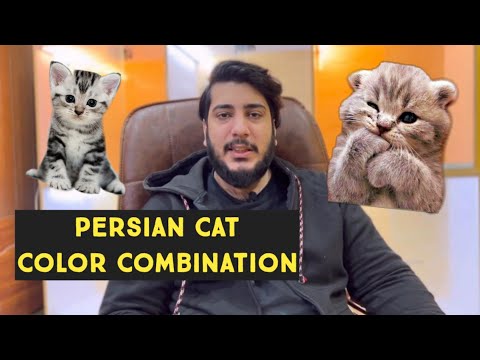 Color Variations In Persian Cats | Calico Cat , Bicolour Cat | How to Identify the Gender of Cat