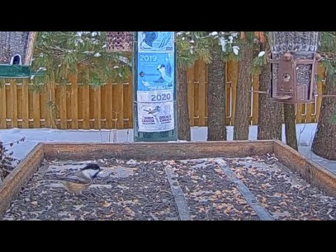 Black-capped Chickadees Spend Just Seconds At The Feeder – Nov. 29, 2023