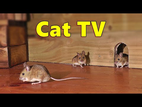 Cat TV ~ Mice in The Jerry Mouse Hole ???? 8 HOURS ???? Videos for Cats