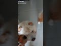FOOD PRANK FOR CHOW CHOW