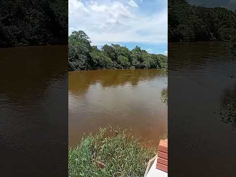 Juvenilia minas gerais