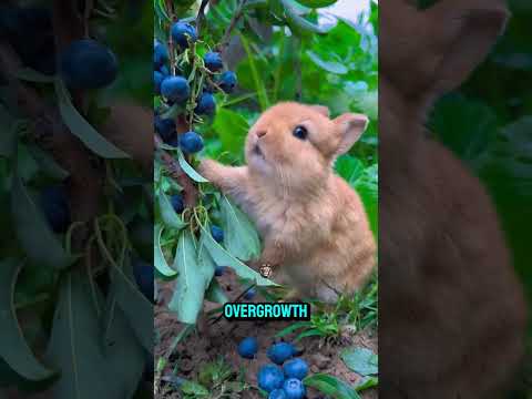 The Secret Life of Rabbits: Nature’s Silent Survivors  #facts #animalfacts  #viralvideo