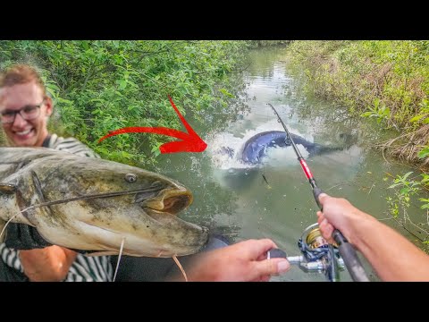 Aggro Wels attackiert Köder an der Oberfläche im Mini Graben - LIVEBISS  Eskalation