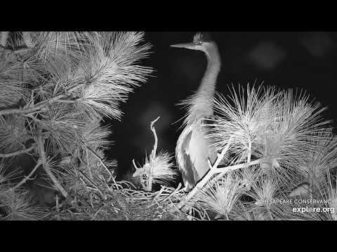 230521 Great Blue Heron Was Sleep--Not (explore.org 0301)