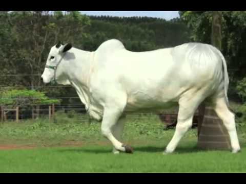 BAVIERA FIV HVP HVP 142