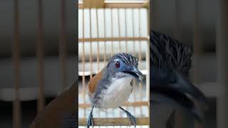 Download lagu Suara Burung sniper #monsterbird mp3 Download lagu Suara Burung sniper #monsterbird mp3